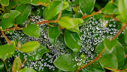 Image showing water drops on spider web