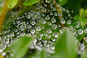 Image showing water drops on spider web