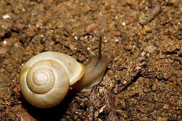 Image showing yellow small garden snail on ground