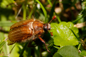 Image showing Common Cockchafer (Melolontha melolontha)