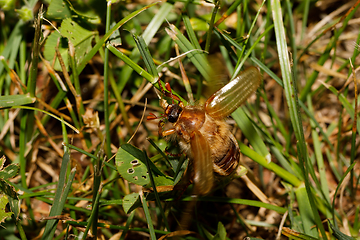 Image showing Common Cockchafer (Melolontha melolontha)