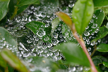 Image showing water drops on spider web