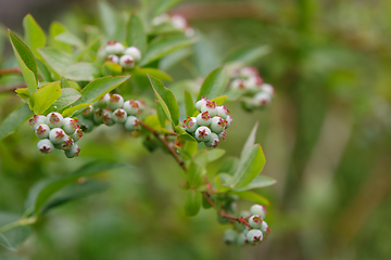 Image showing twig of Unripe big blue berry fruit