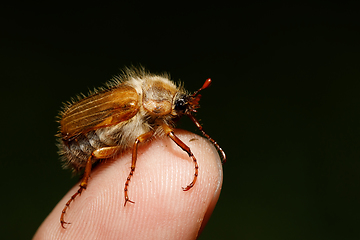 Image showing Common Cockchafer (Melolontha melolontha)