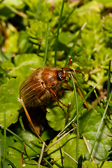 Image showing Common Cockchafer (Melolontha melolontha)