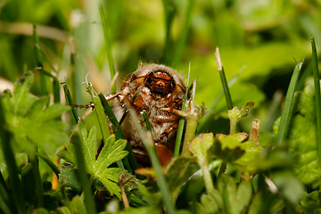 Image showing Common Cockchafer (Melolontha melolontha)