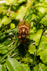 Image showing Common Cockchafer (Melolontha melolontha)