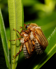 Image showing Common Cockchafer (Melolontha melolontha)