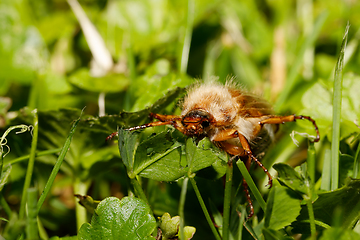 Image showing Common Cockchafer (Melolontha melolontha)