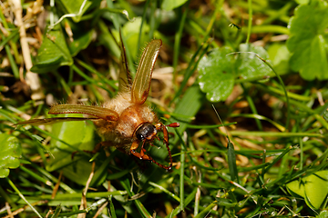 Image showing Common Cockchafer (Melolontha melolontha)