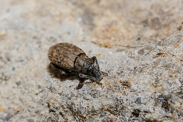 Image showing Black Vine Weevil - Otiorhynchus sulcatus