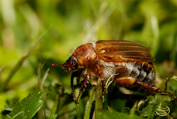 Image showing Common Cockchafer (Melolontha melolontha)