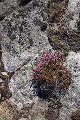 Image showing mountain plants in Norway