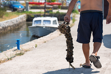 Image showing senior man carries a bag of fresh mussel