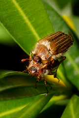 Image showing Common Cockchafer (Melolontha melolontha)