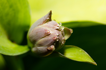 Image showing green plant flower bud closeup