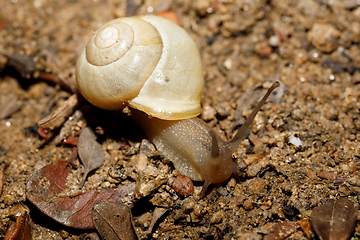 Image showing yellow small garden snail on ground