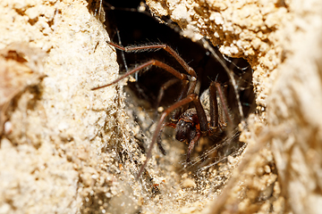 Image showing garden spider in the Liocranidae family