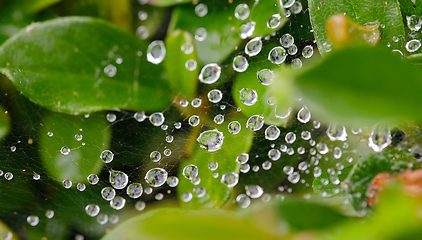 Image showing water drops on spider web