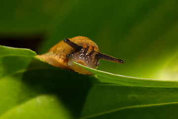 Image showing small garden slug eating plant