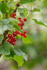 Image showing ripe red currants with shallow focus