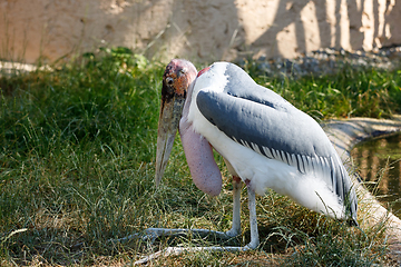 Image showing marabou stork (Leptoptilos crumenifer) large wading bird