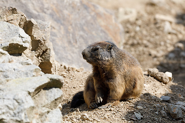 Image showing alpine marmot (Marmota marmota latirostris) on the rock