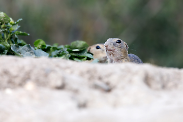 Image showing European ground squirrel (Spermophilus citellus)