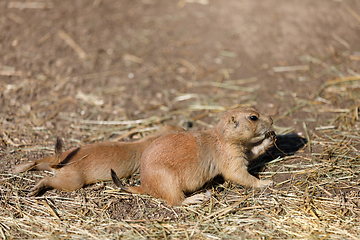 Image showing Black-tailed prairie dogs (Cynomys ludovicianus)