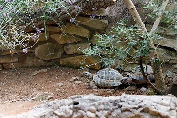 Image showing Russian tortoise (Agrionemys horsfieldii)