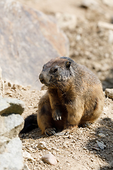 Image showing alpine marmot (Marmota marmota latirostris) on the rock