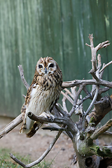 Image showing short-eared owl (Asio flammeus)