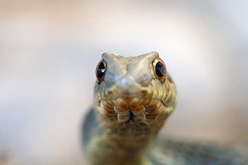 Image showing Montpellier snake (Malpolon insignitus)