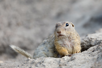 Image showing European ground squirrel (Spermophilus citellus)