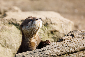Image showing European otter family (Lutra lutra)