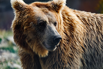 Image showing Himalayan brown bear (Ursus arctos isabellinus)