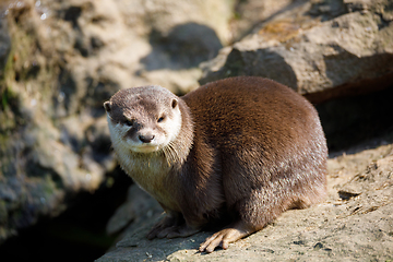 Image showing European otter family (Lutra lutra)