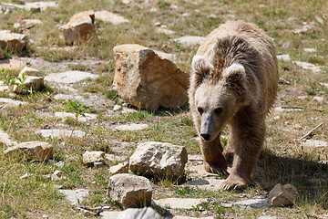 Image showing Himalayan brown bear (Ursus arctos isabellinus)