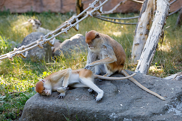 Image showing patas monkey (Erythrocebus patas)