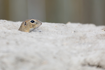 Image showing European ground squirrel (Spermophilus citellus)