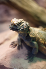 Image showing Uromastyx is a genus of African and Asian agamid lizards