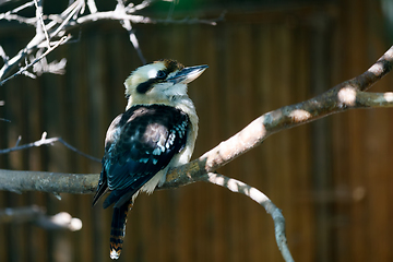 Image showing bird laughing kookaburra (Dacelo novaeguineae)