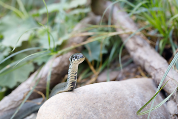 Image showing grass snake (Natrix natrix) close up