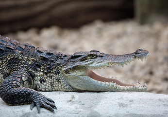 Image showing Portrait of a Nile Crocodile