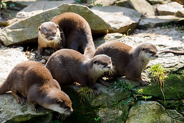 Image showing family of European otter (Lutra lutra)