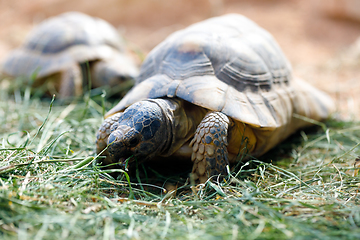 Image showing Russian tortoise (Agrionemys horsfieldii)