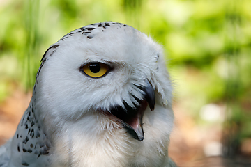 Image showing snowy owl (Bubo scandiacus) large white bird