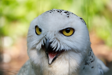 Image showing snowy owl (Bubo scandiacus) large white bird