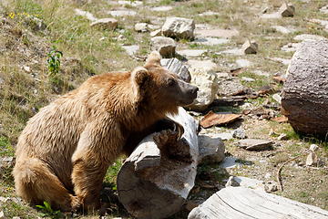 Image showing Himalayan brown bear (Ursus arctos isabellinus)