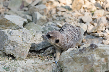 Image showing meerkat or suricate (Suricata suricatta)